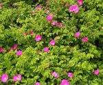Foto Gartenblumen Strand Rose (Rosa-rugosa), rosa