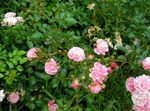 Foto Flores de jardín Polyantha Rosa (Rosa polyantha), rosa