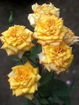 foto Grandiflora Rosa caratteristiche