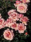 foto Tuin Bloemen Grandiflora Steeg (Rose grandiflora), pink