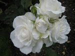 Foto Gartenblumen Grandiflora Rose (Rose grandiflora), weiß
