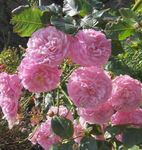 Foto Aias Lilli Tõusis Majake Ronimine Roos (Rose Rambler), roosa