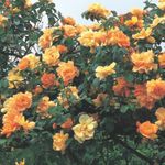 foto Flores do Jardim Rosa Rambler, Subindo Rosa (Rose Rambler), laranja