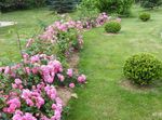 Фото Садовые Цветы Роза почвопокровная (Rose-Ground-Cover), розовый