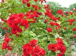 Фото Садовые Цветы Роза почвопокровная (Rose-Ground-Cover), красный