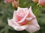 Photo Garden Flowers Hybrid Tea Rose (Rosa), pink