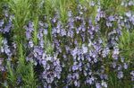 Photo Garden Flowers Rosemary (Rosmarinus), light blue