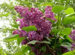 mynd Algengar Lilac, French Lilac einkenni