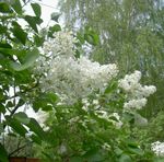 fotografie Zahradní květiny Společné Šeřík, Francouzský Šeřík (Syringa vulgaris), bílá