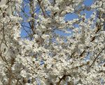 Foto Gartenblumen Prunus, Pflaumenbaum , weiß