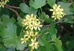 Photo les fleurs du jardin Groseille Or, Redflower Cassis (Ribes), jaune