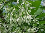 foto I fiori da giardino Albero Frangia, La Barba Vecchio, Grancy Graybeard (Chionanthus), bianco