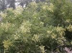 Foto Gartenblumen Japanische Pagode Baum, Gelehrter Baum (Sophora), weiß