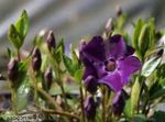 Nuotrauka Sodo Gėlės Bendra Litorina, Šliaužti Mirtų, Gėlių-Of-Mirties (Vinca minor), violetinė