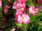 Bilde Hage blomster Voks Begonier (Begonia semperflorens cultorum), rosa