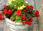 fotografie Zahradní květiny Vosk Begónie, Hlíznaté Begónie (Begonia tuberhybrida), červená