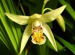 Foto Aias Lilli Maa Orhidee, Triibuline Bletilla , kollane