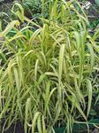 Fil Trädgårdsblommor Bowles Gyllene Gräs, Gyllene Hirs Gräs, Gyllene Trä Mille (Milium effusum), grön