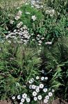 სურათი ბაღის ყვავილები გედების მდინარე Daisy (Brachyscome), თეთრი