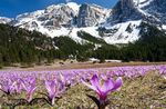 Foto Vrtne Cvjetovi Proljeće Livada Šafran (Bulbocodium vernum), jorgovana