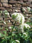 foto I fiori da giardino Valeriana, Giardino Eliotropio (Valeriana officinalis), bianco