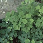 Foto Gartenblumen Vancouveria (Vancouveria hexandra), weiß