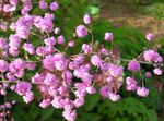 Photo Garden Flowers Meadow rue (Thalictrum), pink