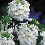 Photo les fleurs du jardin Verveine (Verbena), blanc
