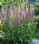 Photo Garden Flowers Longleaf Speedwell (Veronica longifolia), purple