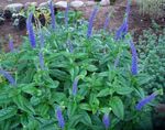 foto I fiori da giardino Longleaf Veronica (Veronica longifolia), blu