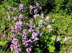 foto I fiori da giardino Dolce Razzo, Razzo Di Dame (Hesperis), lilla