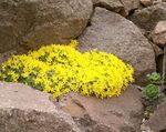 Photo les fleurs du jardin Vitaliana (Vitaliana primuliflora), jaune