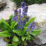 სურათი ბაღის ყვავილები Wulfenia , ლურჯი