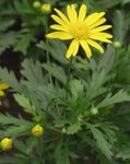 სურათი ბაღის ყვავილები ხარის თვალი, Daisy ბუში, African ბუში-Daisy, Paris Daisy, ოქროს Daisy ბუში (Gamolepis, Euryops chrysanthemoides), ყვითელი
