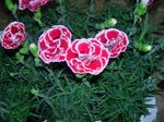 Fil Trädgårdsblommor Dianthus, Porslin Rosa (Dianthus chinensis), rosa