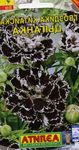 Foto Dianthus, Porculan Roze karakteristike