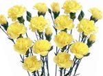 fotografie Zahradní květiny Karafiát (Dianthus caryophyllus), žlutý