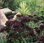 Photo bláthanna gairdín Milis William (Dianthus barbatus), dubh