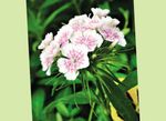 Foto Dārza Ziedi Salds William (Dianthus barbatus), balts