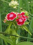 Foto Dārza Ziedi Salds William (Dianthus barbatus), sarkans