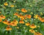Foto Sneezeweed, Helens Blomst, Dogtooth Daisy (Helenium autumnale), appelsin