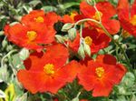 フォト 庭の花 岩のバラ (Helianthemum), 赤