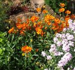 foto Flores do Jardim Esteva (Helianthemum), laranja