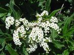foto I fiori da giardino Eliotropio, Pianta Torta Di Ciliegie (Heliotropium), bianco