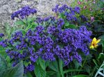 Foto Gartenblumen Heliotrop, Kirschkuchen-Anlage (Heliotropium), blau