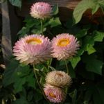照 秸秆花，纸雏菊 (Helichrysum bracteatum), 粉红色