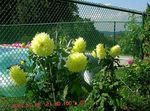 φωτογραφία Λουλούδια κήπου Ντάλια (Dahlia), κίτρινος