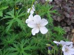 Photo les fleurs du jardin Géranium Vivace, Géranium Sauvage (Geranium), blanc
