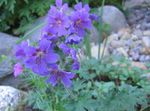 Фото Садові Квіти Герань (Журавельнік) (Geranium), синій