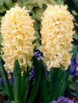 照 园林花卉 荷兰葫芦 (Hyacinthus), 黄